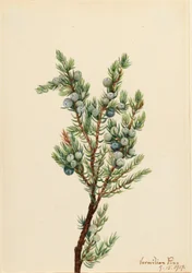 Bergjeneverbes (Juniperus sibirica)