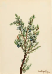 Bergjeneverbes Juniperus sibirica