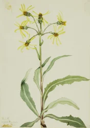 Rouwaardebol (Senecio lugens)