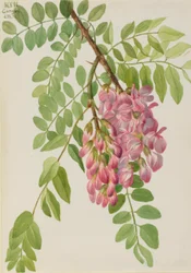 Nieuwe Mexicaanse sprinkhaan (Robinia neomexicana)