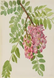 Nieuw Mexicaanse Robinia neomexicana, 1938