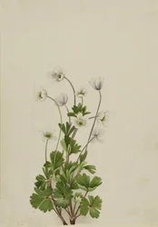 Noordelijke anemoon Anemone parviflora, 1924