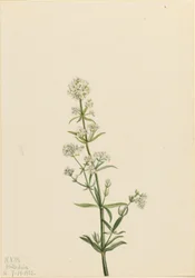Bedstro (Galium boreale)