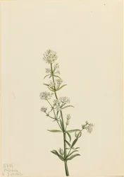 Noordelijke Bedstro Galium boreale, 1922
