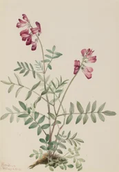 Noordelijke Hedysarum (Hedysarum boreale)
