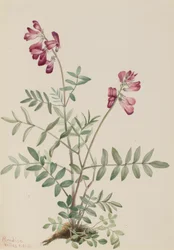 Noordelijke Hedysarum Hedysarum boreale