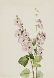 Oranje-Oog Globemallow, 1926