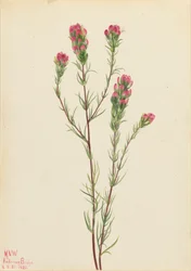 Uilklaver Orthocarpus tenuifolius, 1923