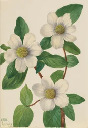Japanse kornoelje (Cornus nuttallii)