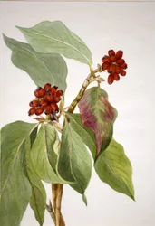 Japanse kornoelje (Cornus nuttallii)