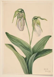Bleek damesslippertje (Cypridedium acaule)