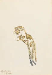Bleke Pinesap Hypopitys americana, 1918