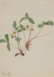 Bleke aardbei (Fragaria glauca)