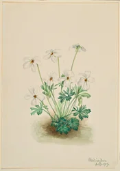 Viooltje (Viola pedata)