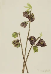 Papaja (Asimina triloba)