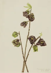 Papaja Asimina triloba
