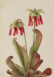 Papegaaibekerplant Sarracenia psittacina