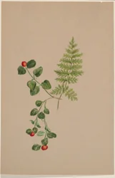 Patrijsbes (Mitchella repens)