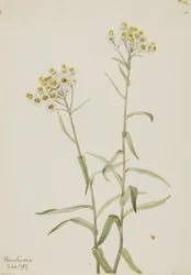 Parelmoer (Anaphalis margaritacea)