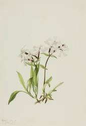 Veenroos (Silene caroliniana)