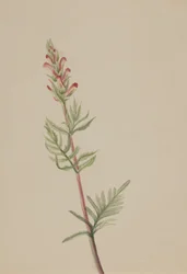 Pedicularis bracteosa, ca. 1917-1918