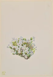 Phlox Phlox caespitosa, 1937