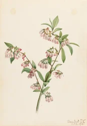Pineland bosbes (Vaccinium tenellum)