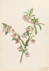 Pineland bosbes Vaccinium tenellum, 1918