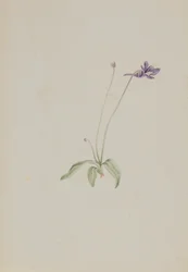Pinguicula vulgaris, ca. vroege jaren 1930
