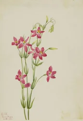 Roze Centaurium (Centaurium venustum)