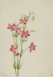Roze Centaurium Centaurium venustum, 1925