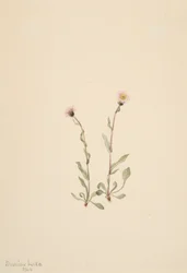 Roze Vlooienkruid Erigeron jucundus, 1904