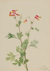 Roze meelwortel (Capnoides sempervirens)