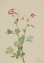 Roze Fumeroot Capnoides sempervirens, 1922