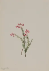 Roze heide (Phyllodoce empetriformis)