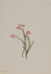 Roze heide Phyllodoce empetriformis, 1901