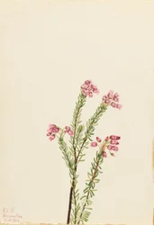 Roze bergheide (Phyllodoce empetriformis)