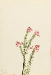 Roze bergheide Phyllodoce empetriformis