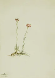 Roze kattenpootjes, Antennaria rosea, 1916.