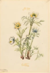 Pluimanemoon (Pulsatilla occidentalis)