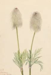 Pluimanemoon Pulsatilla occidentalis, 1923