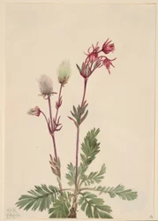 Prairie-rook (Sieversia ciliata)