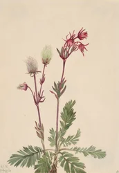 Prairie-Rook Sieversia ciliata, 1921