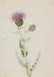 Prairie Distel Cirsium undulatum, 1923