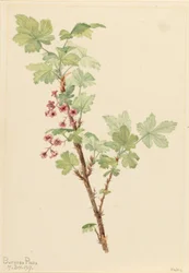 Kleine aalbes (Ribes lacustre)
