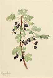 Stekelige bes Ribes lacustre, 1919