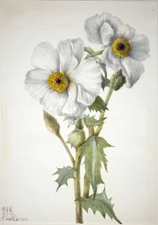 Stekelige klaproos (Argemone hispeda)