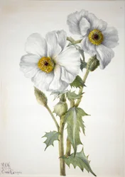 Stekelige Papaver Argemone hispeda, 1936