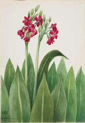 Primula (sleutelbloem)