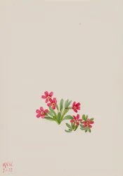 Primula angustifolia, 1937